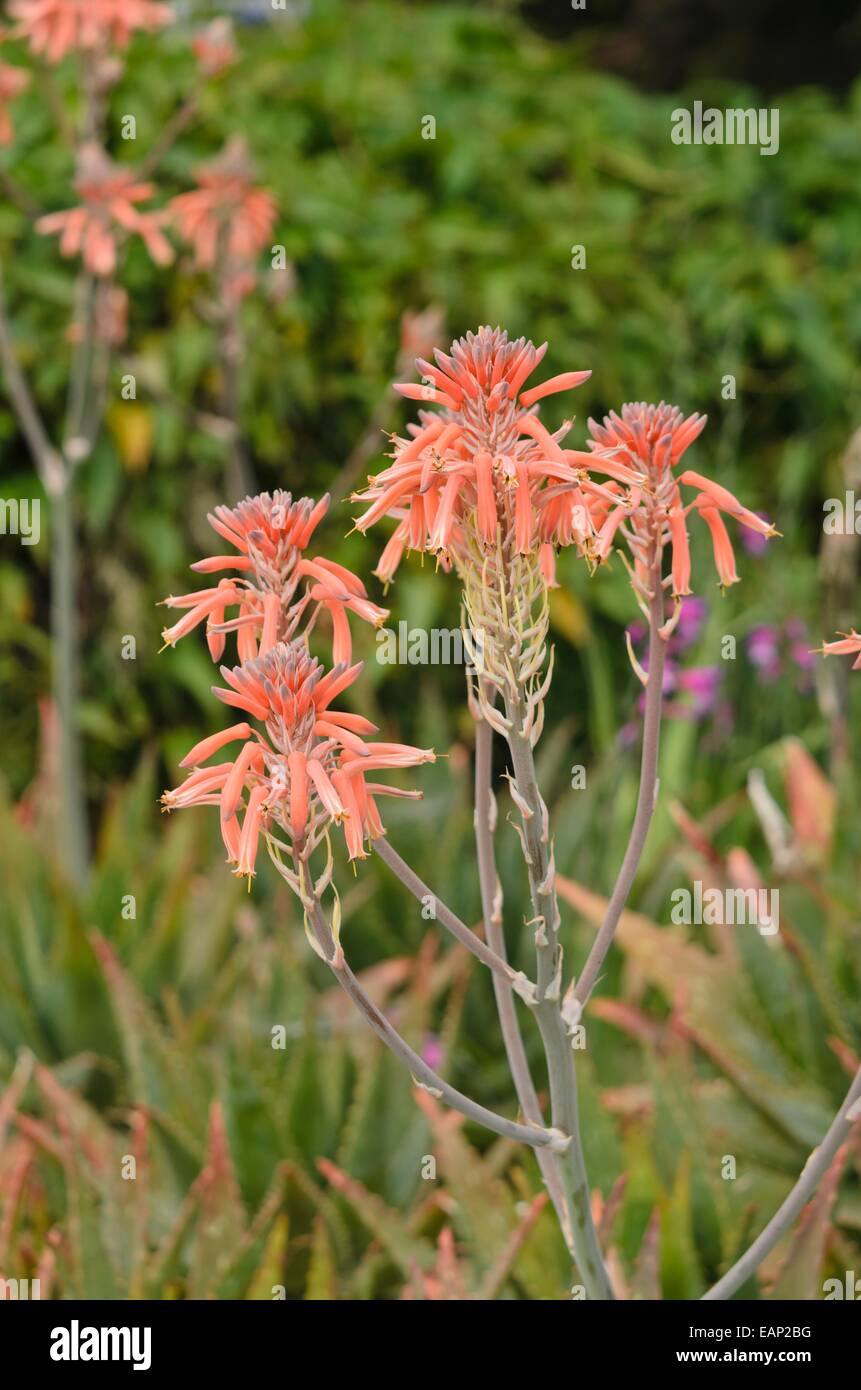 Aloe (Aloe lateritia) Stock Photo