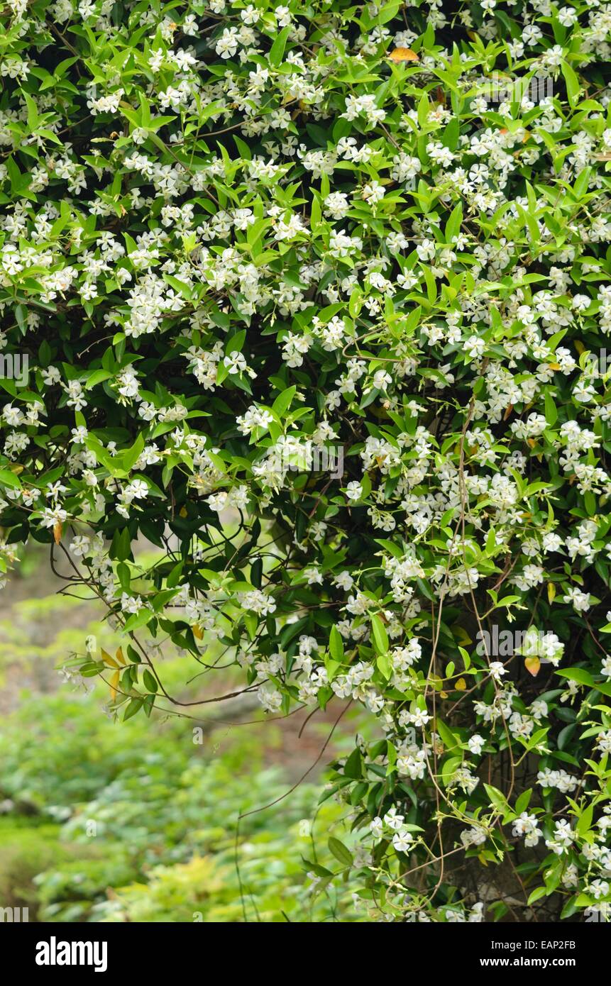 Star jasmine (Trachelospermum jasminoides) Stock Photo