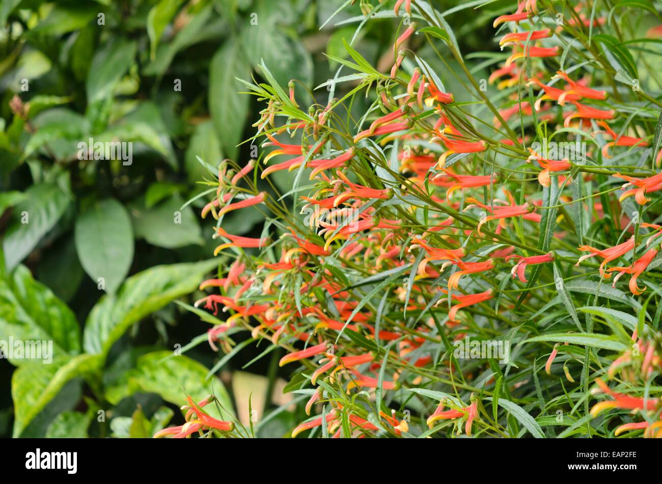 Mexican lobelia (Lobelia laxiflora) Stock Photo
