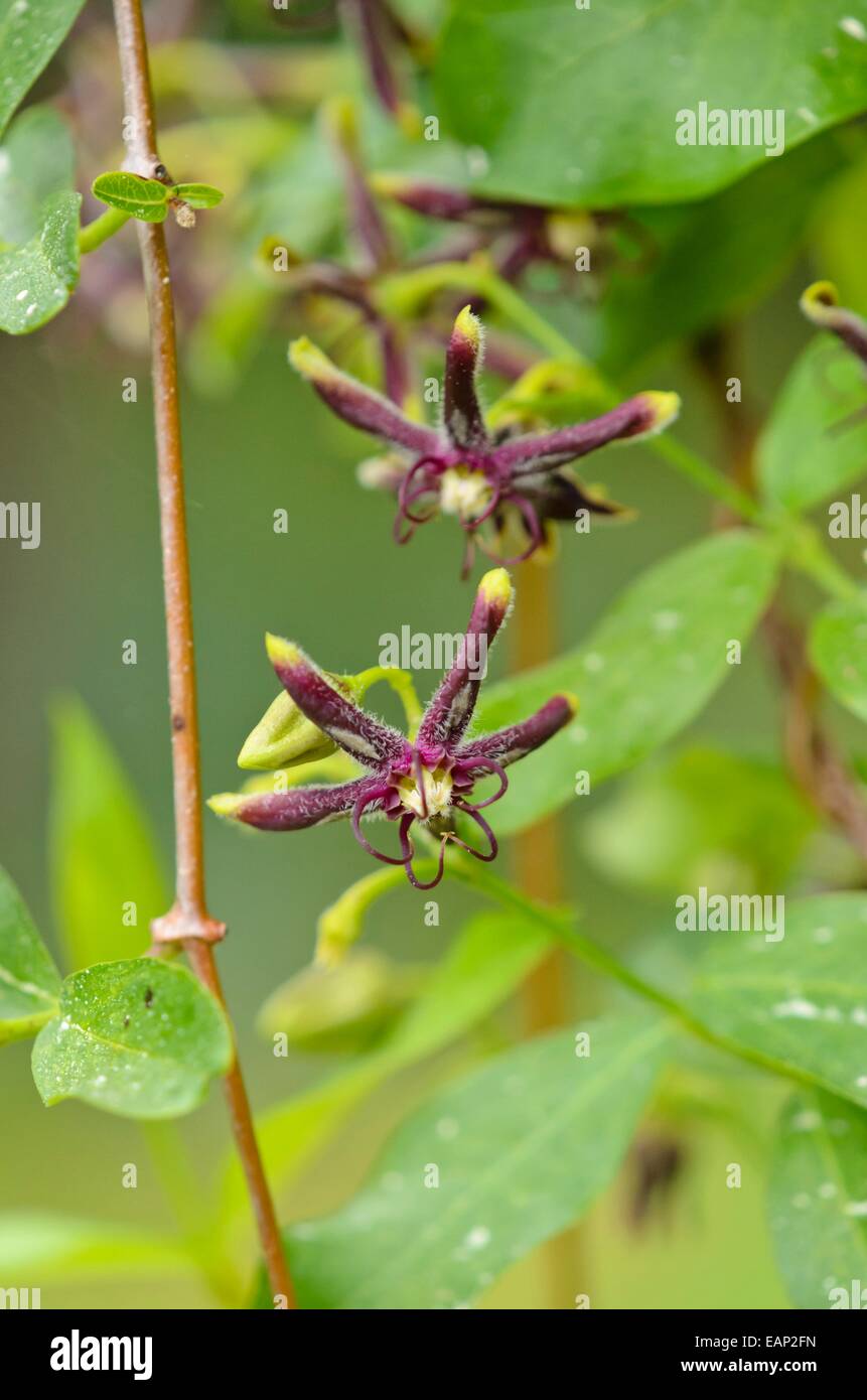 Silk vine (Periploca gracea) Stock Photo