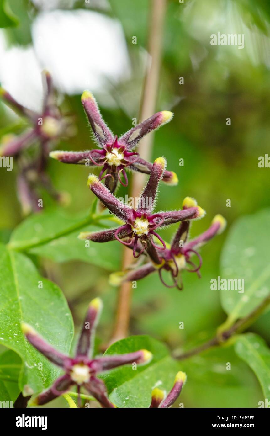 Silk vine (Periploca gracea) Stock Photo