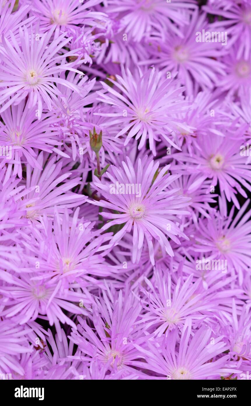 Midday flower (Lampranthus roseus) Stock Photo