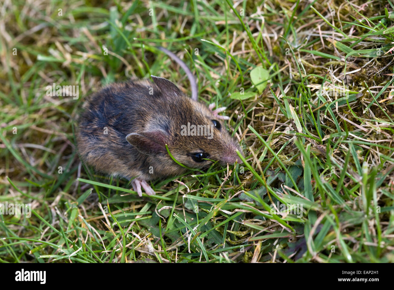 Close up of a garden mouse Stock Photo