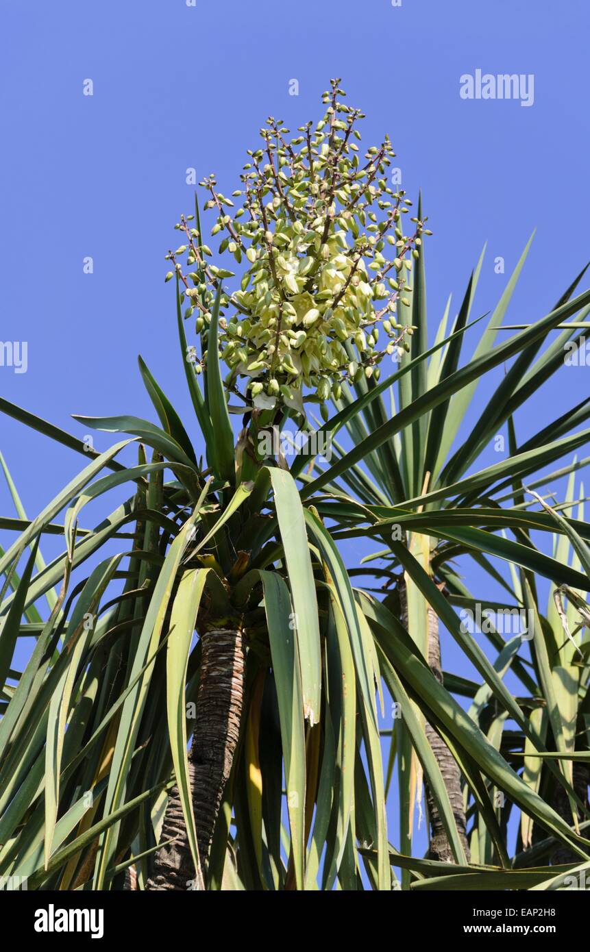 Schott's yucca (Yucca schottii) Stock Photo