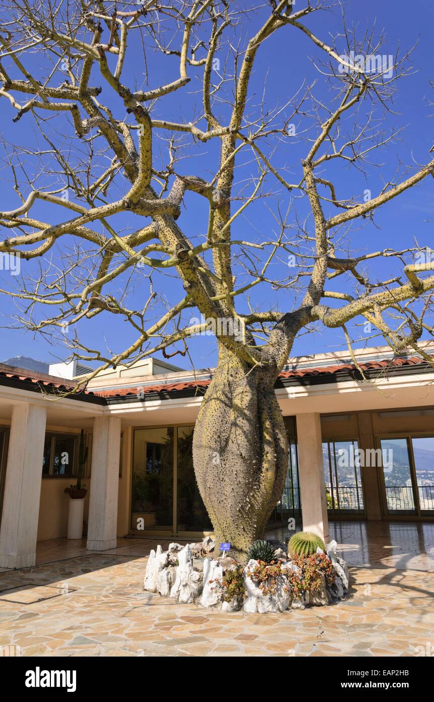 Ceiba insignis syn. Chorisia insignis, Jardin Exotique, Monaco Stock Photo