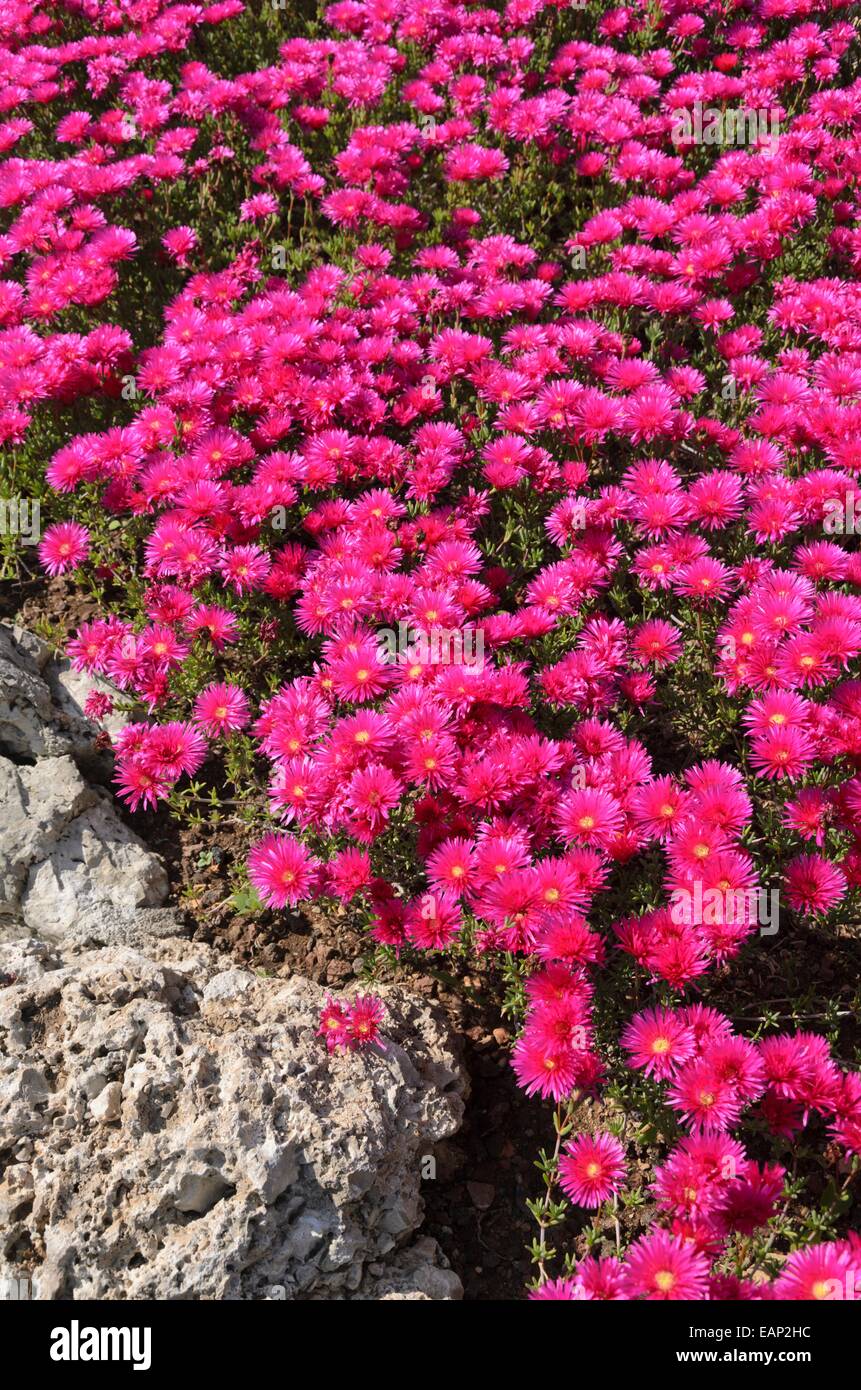 Midday flower (Mesembryanthemum) Stock Photo
