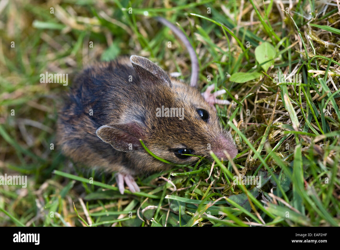 close up of a wood mouse Stock Photo
