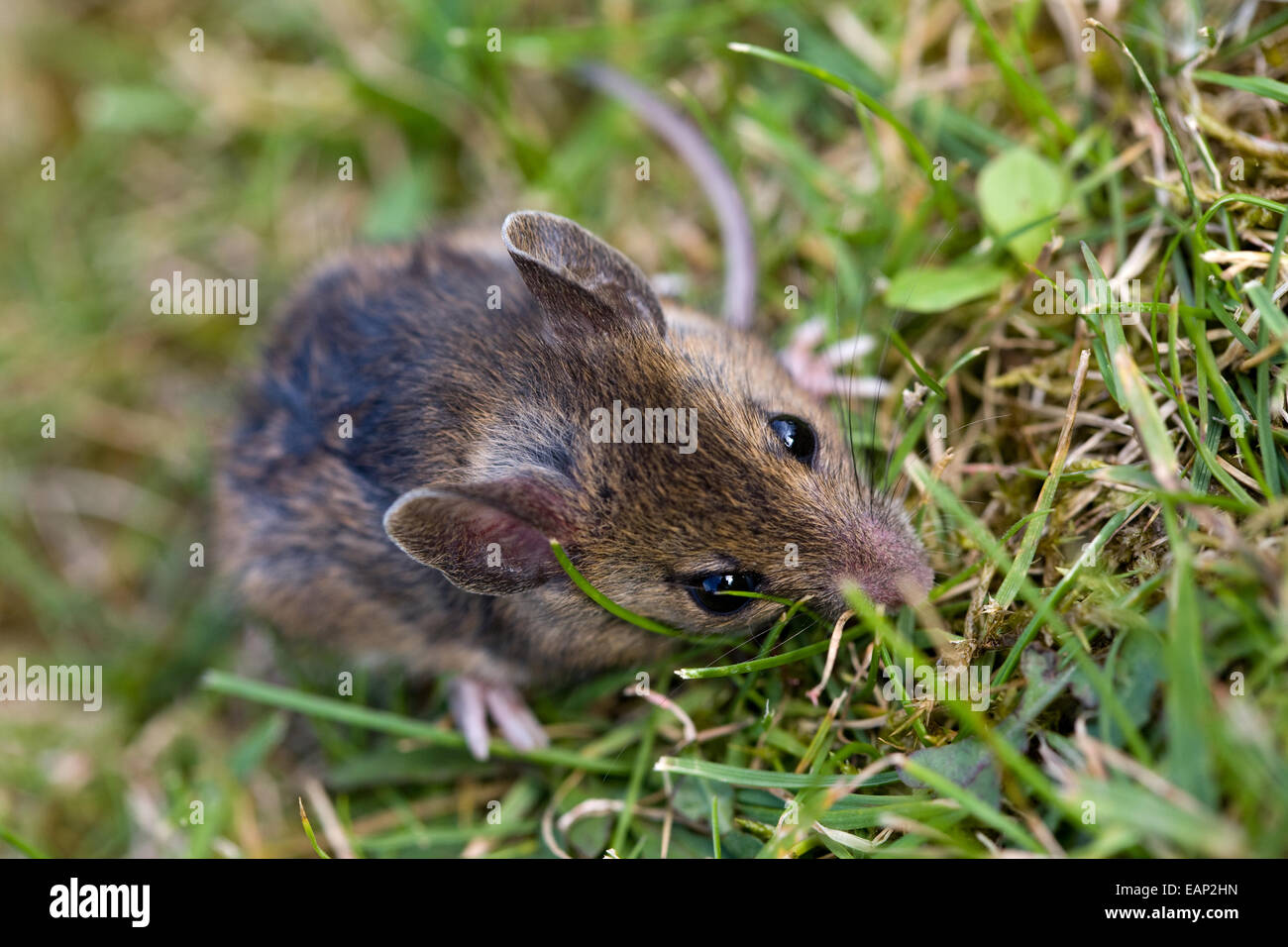 Field Mouse High Resolution Stock Photography and Images Alamy