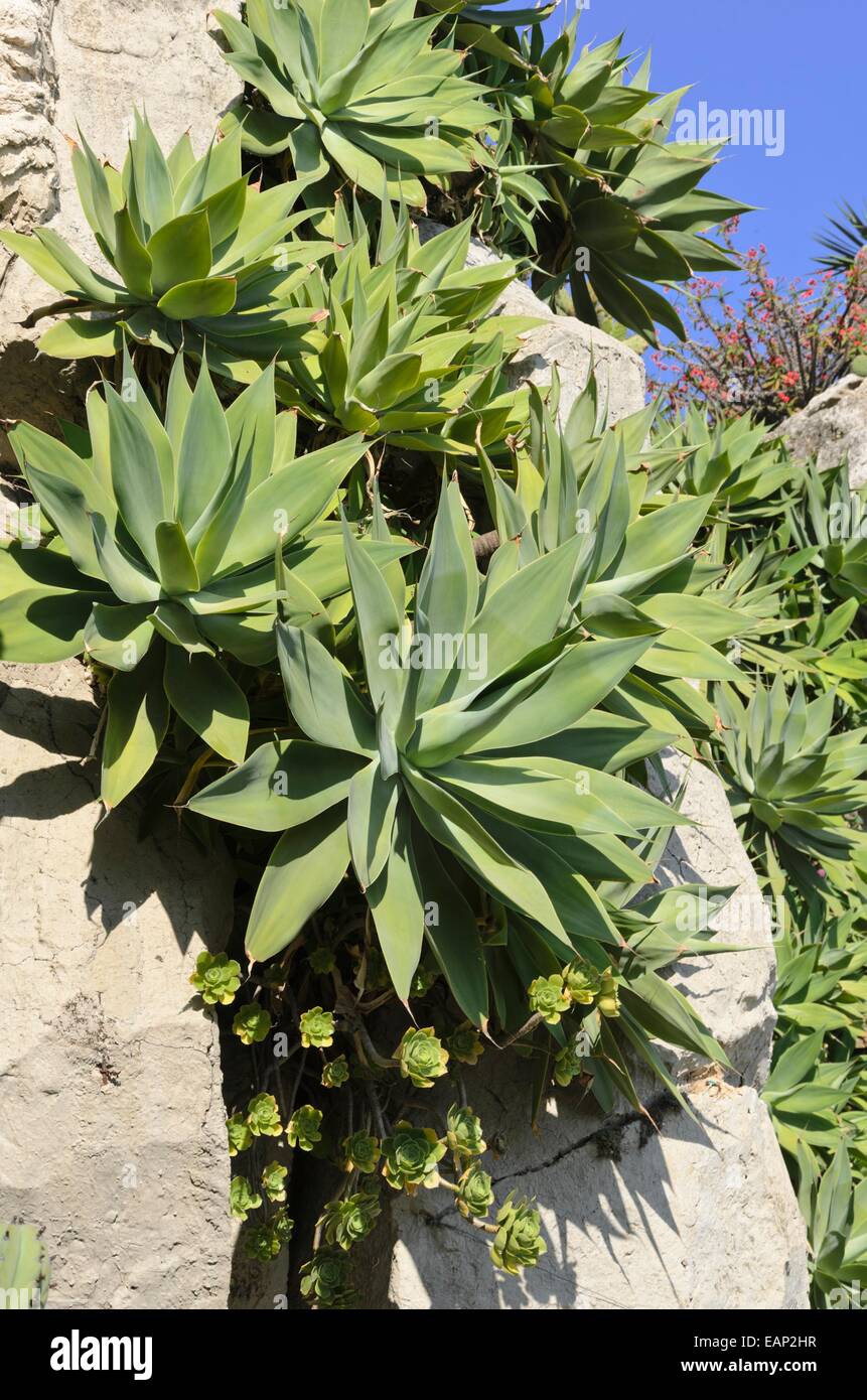 Lion's tail (Agave attenuata) Stock Photo