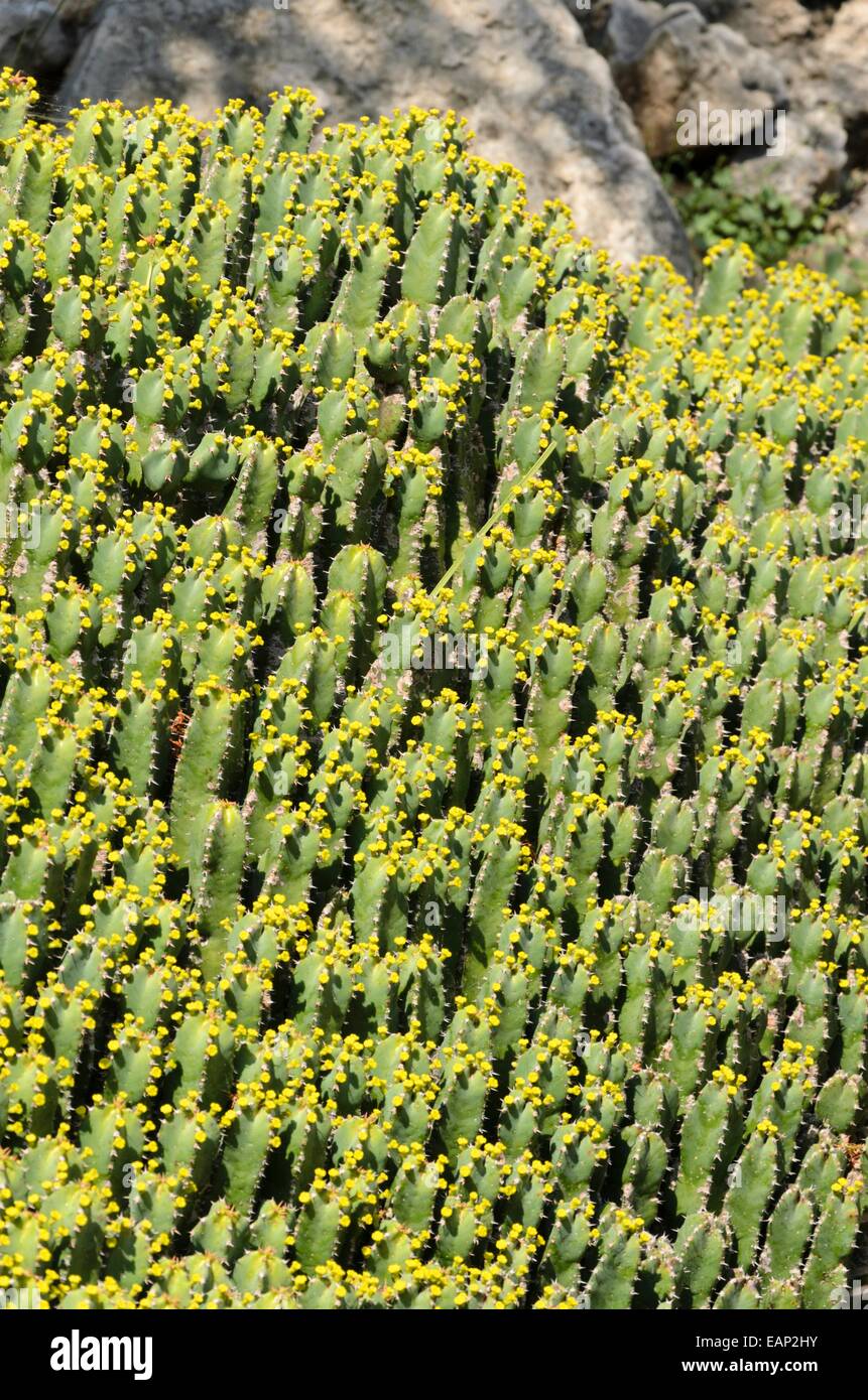 Resin spurge (Euphorbia resinifera) Stock Photo