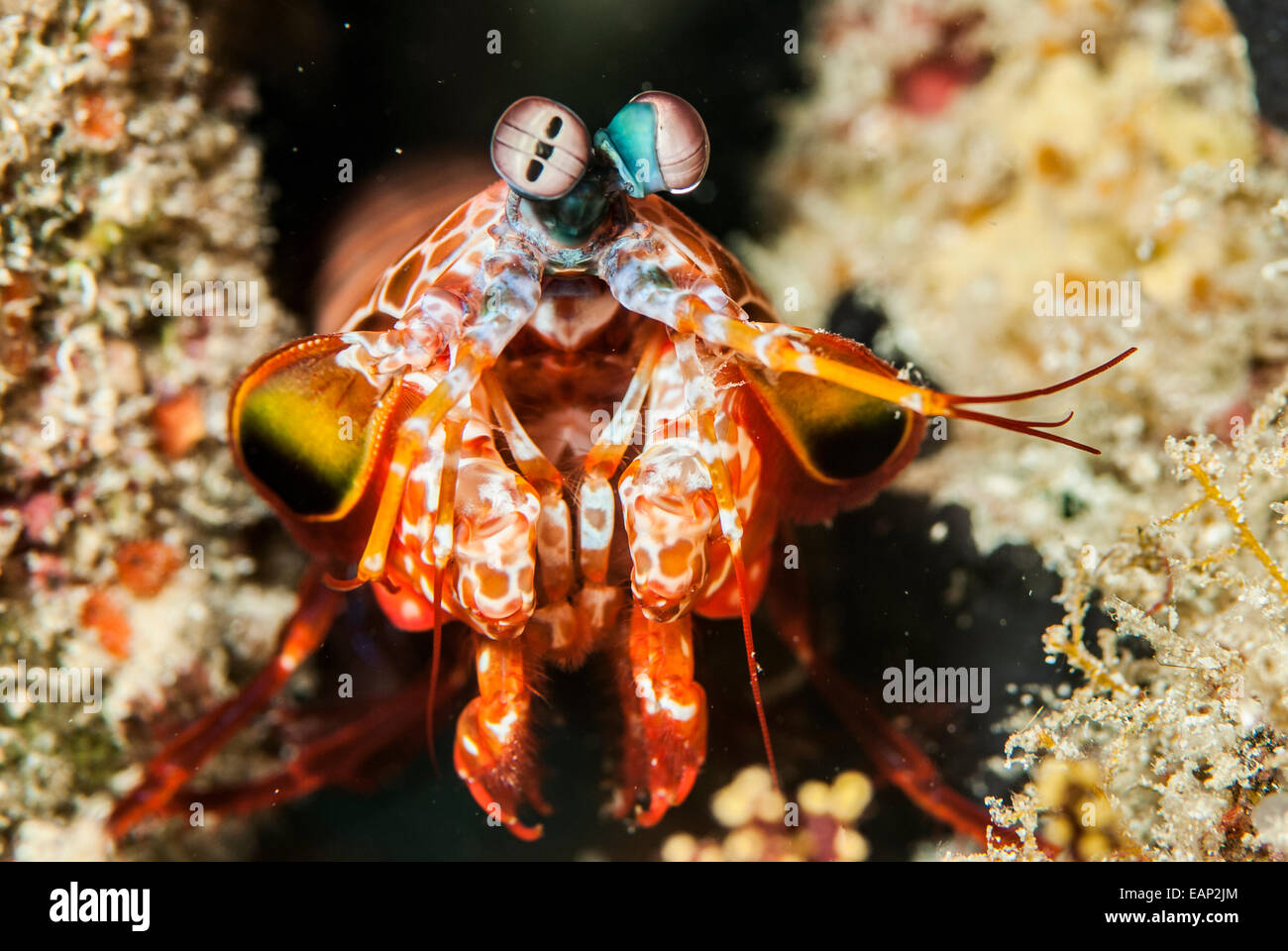 Mantis shrimp - Odontodactylus scyllarus - Moalboal - Cebu - Philippines Stock Photo