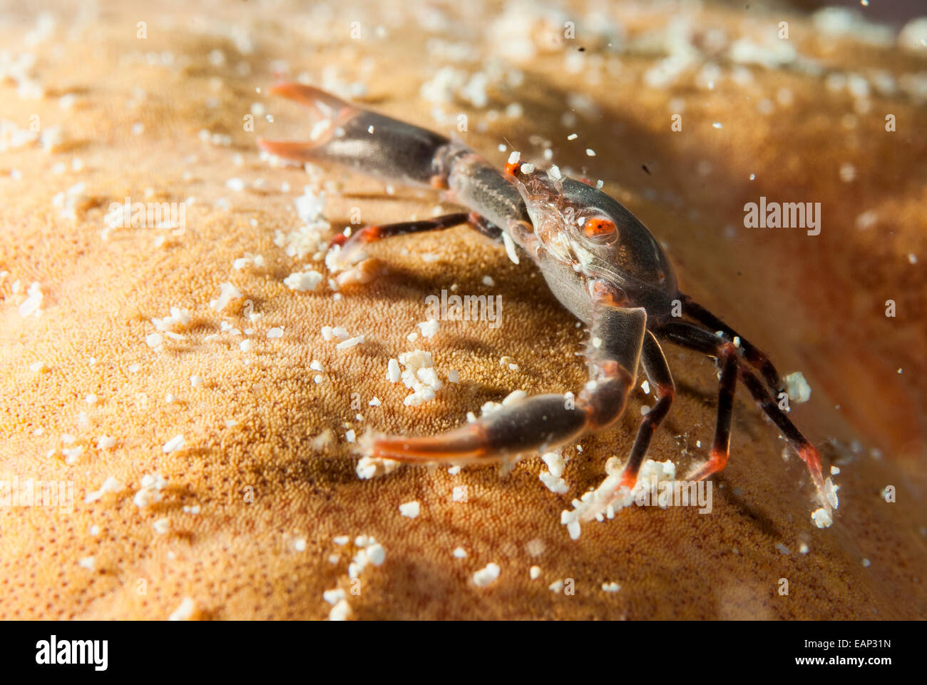 Black coral crab - Quadrella Moalboal maculosa - Cebu - Philippines Stock Photo