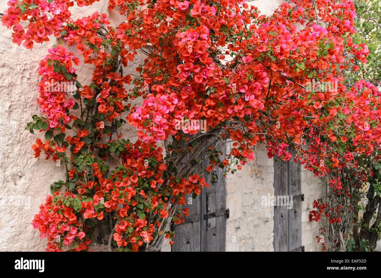 Bougainvillea on a house wall Stock Photo