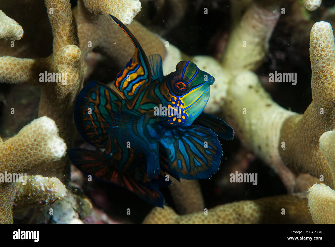 Mandarinfish - Synchiropus splendidus - Moalboal - Cebu - Philippines Stock Photo