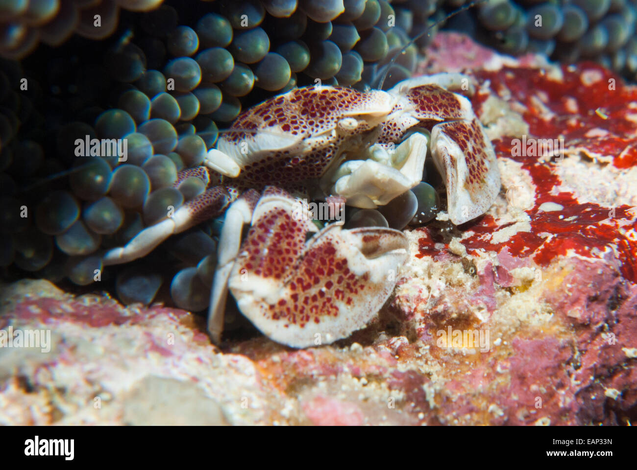 Anemone crab - Neopetrolisthes ohshimai - Moalboal - Cebu - Philippines Stock Photo