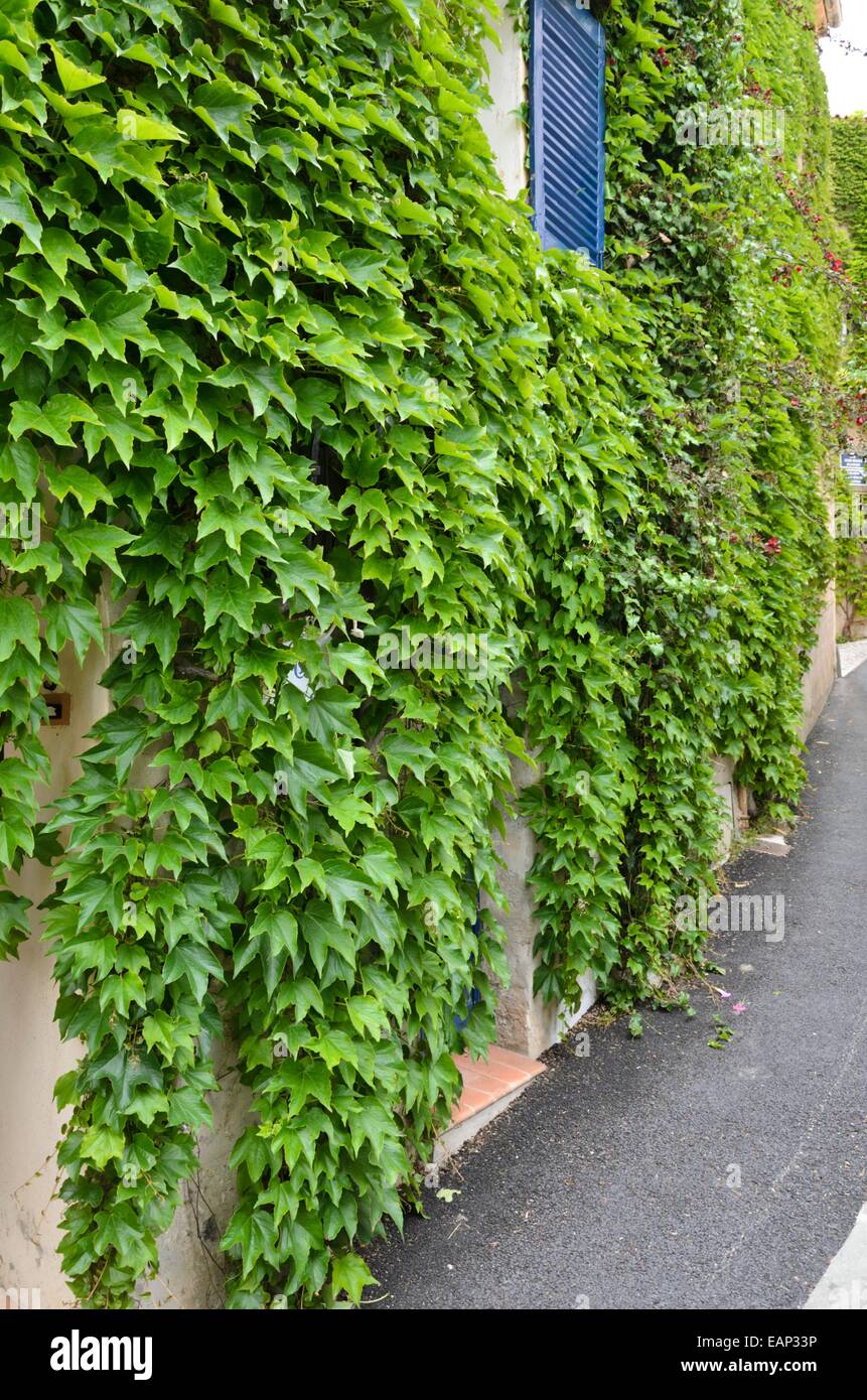 Japanese creeper (Parthenocissus tricuspidata) on a house wall Stock