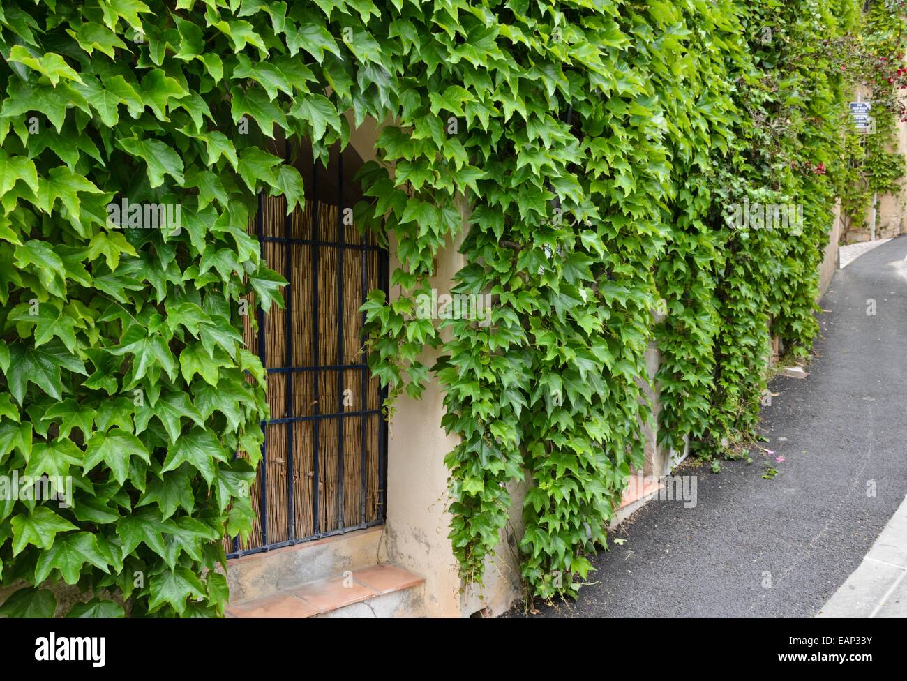 Japanese creeper (Parthenocissus tricuspidata) on a house wall Stock