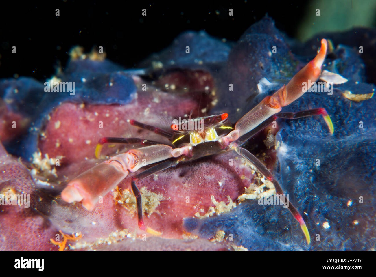 Black coral crab - Quadrella Moalboal maculosa - Cebu - Philippines Stock Photo