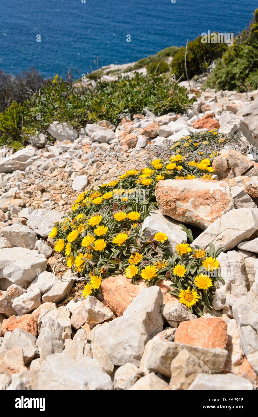 Mediterranean beach daisy (Asteriscus maritimus), Calanques National Park, France Stock Photo