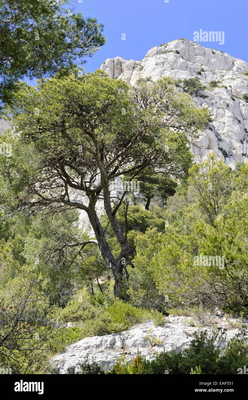 Aleppo pine (Pinus halepensis), Calanques National Park, France Stock Photo