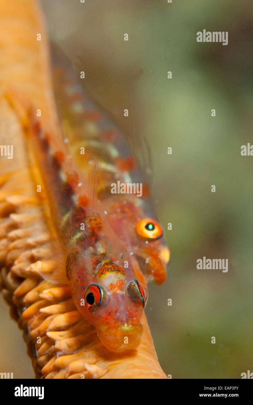 Wire coral goby - Bryaninops yongei -  Moalboal - Cebu - Philipphines - Pacific Ocean Stock Photo