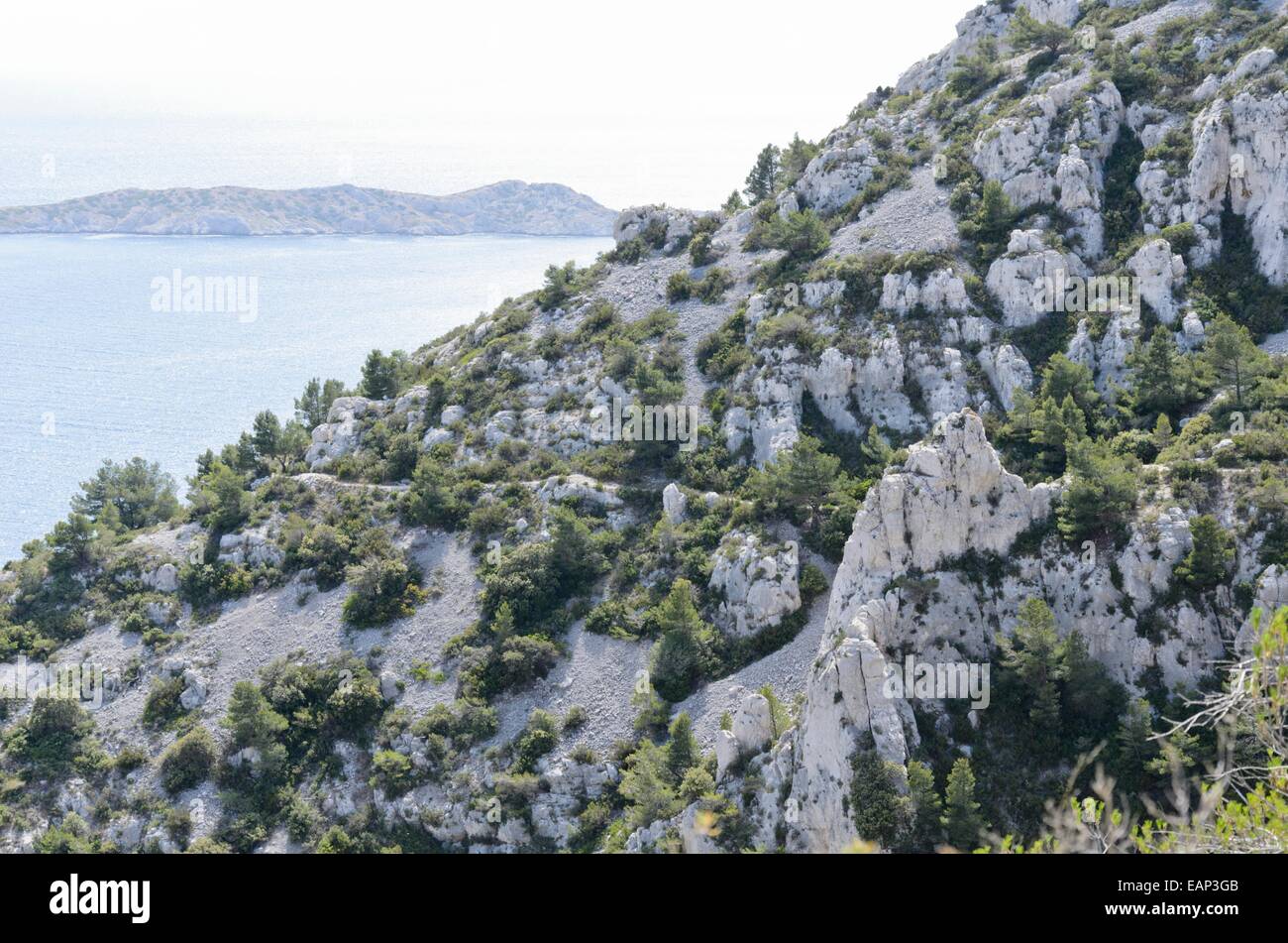 Aleppo pines (Pinus halepensis), Calanques National Park, France Stock Photo