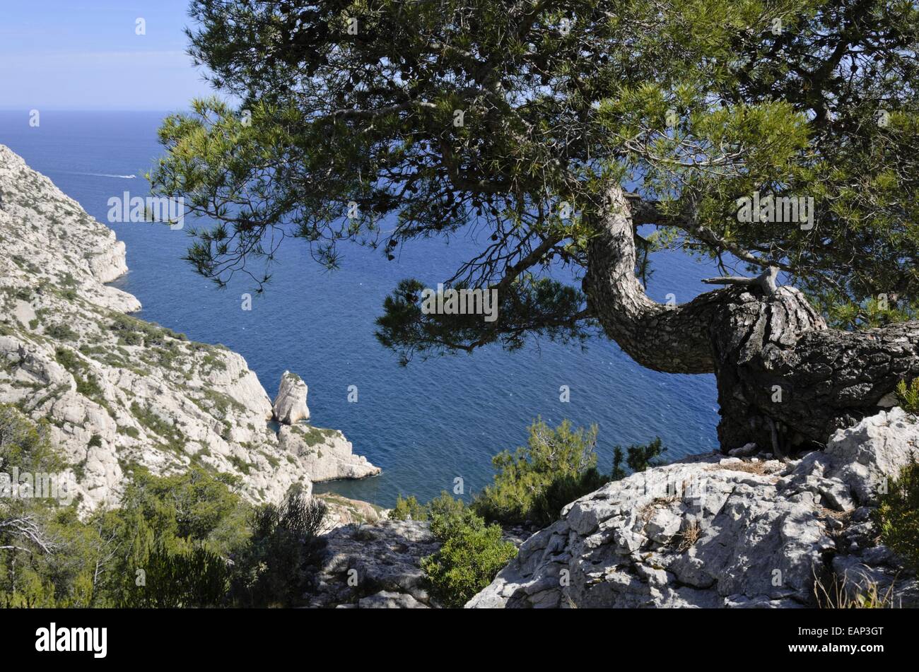 Aleppo pine (Pinus halepensis), Calanques National Park, France Stock ...