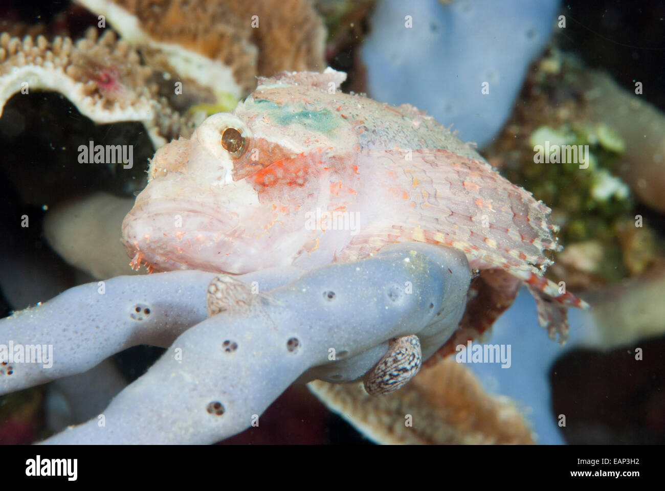 Yellow.spotted scorpionfish - Sebastapistes cyanostigma - Moalboal - Cebu - Philippines Stock Photo