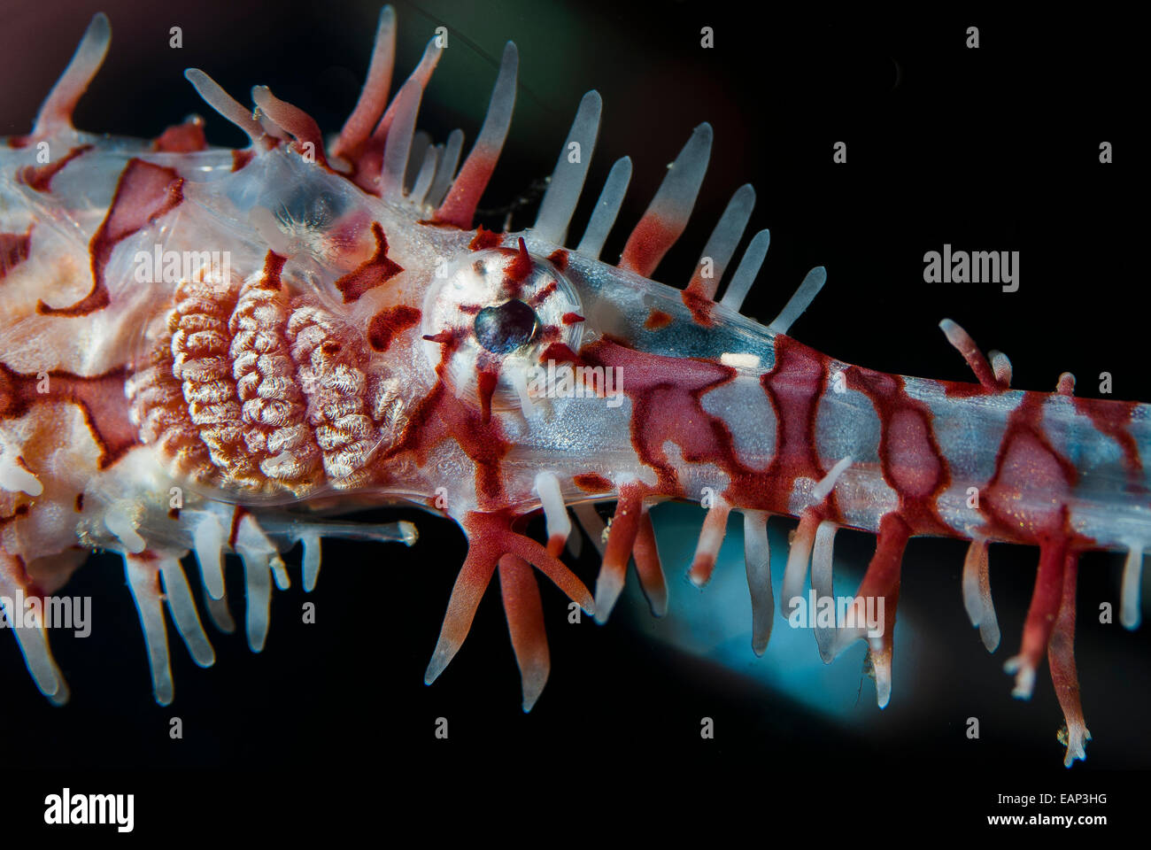 Hrlequim ghost pipefish - Solenostomus paradoxus - Moalboal - Cebu - Philippines Stock Photo