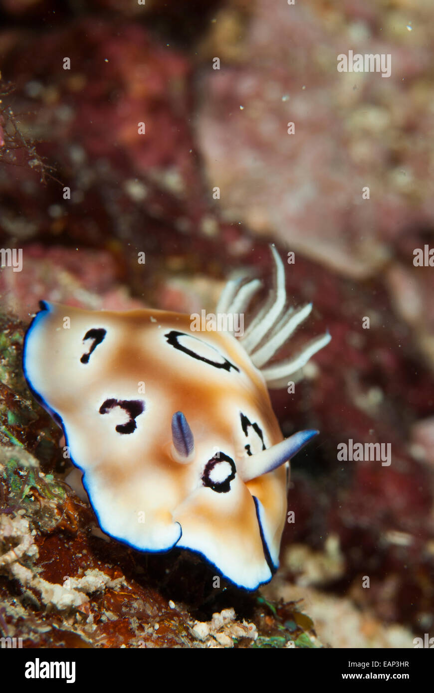 Seaslug - Chromodoris sp. - Moalboal - Cebu - Philippines Stock Photo