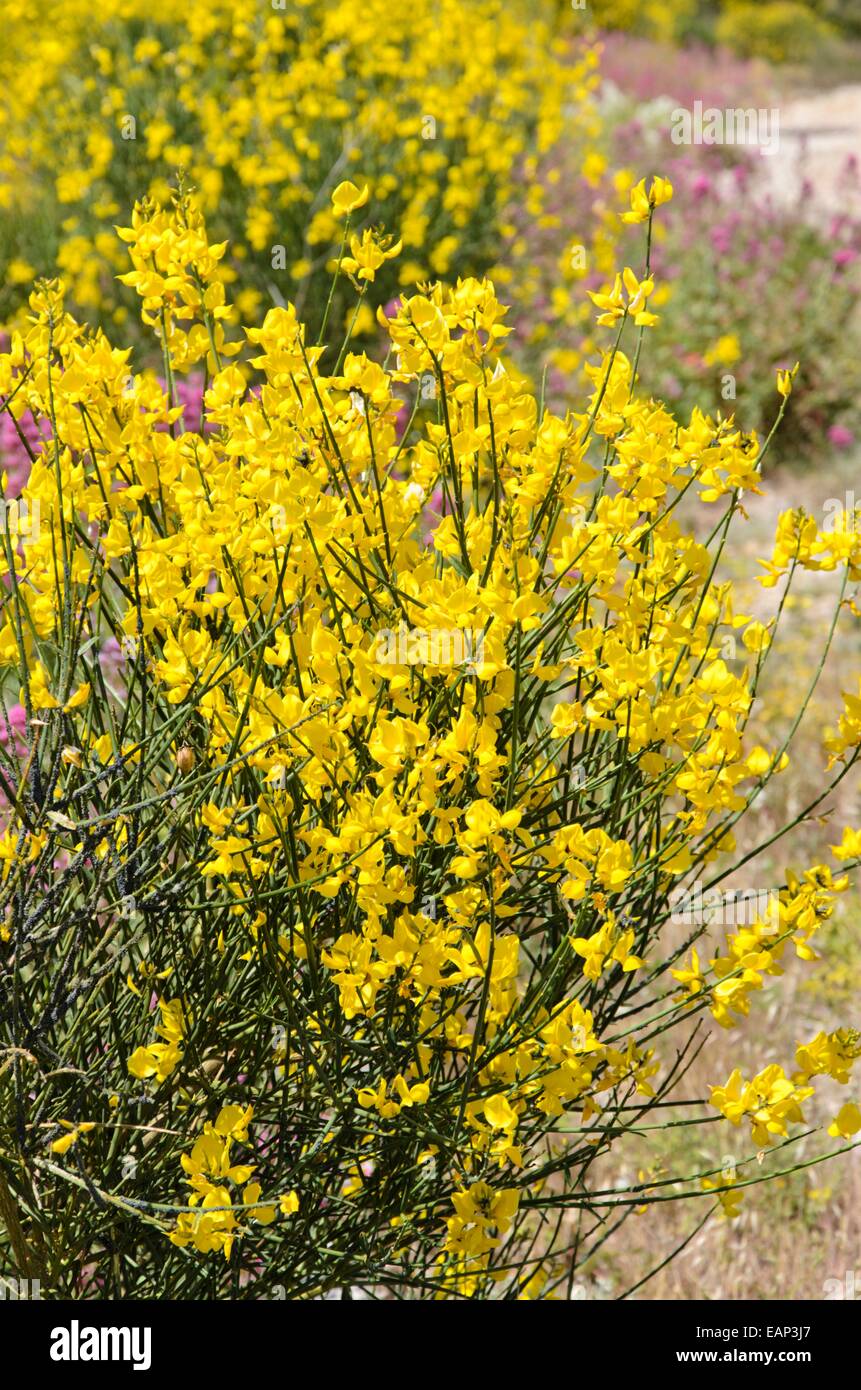 Spanish Brooms Hi res Stock Photography And Images Alamy