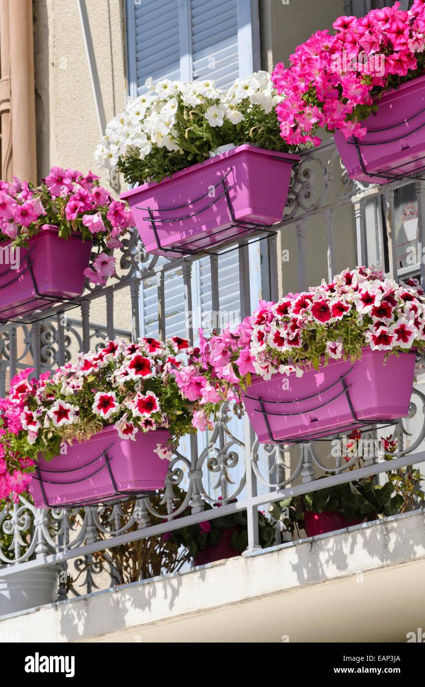 Petunias (Petunia) in flower boxes Stock Photo