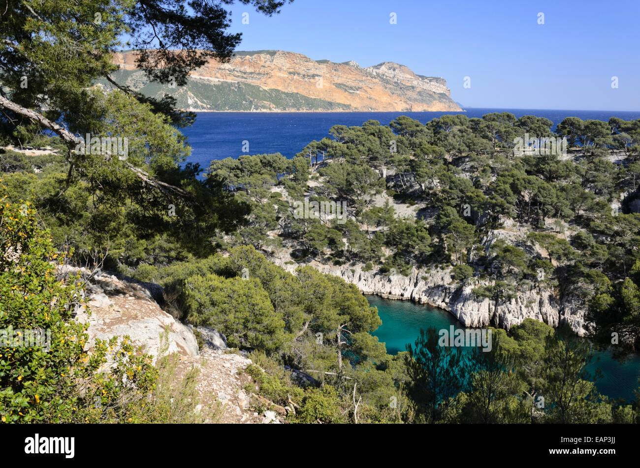 Aleppo pines (Pinus halepensis) at Calanque de Port-Pin, Calanques National Park, France Stock Photo