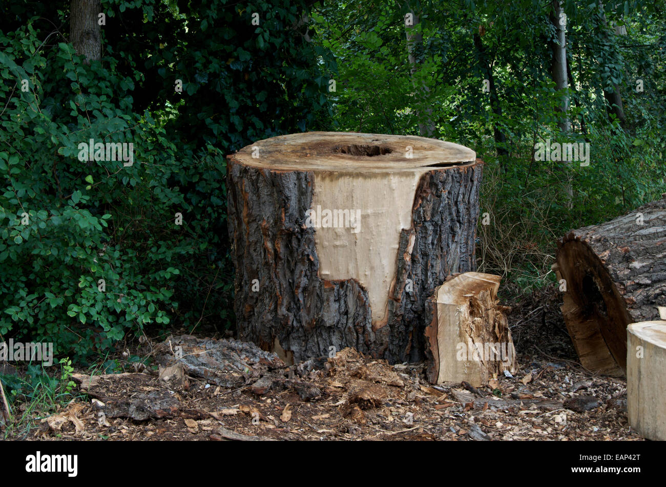 A felled tree trunk cut into large sections in a wooded area. Stock Photo