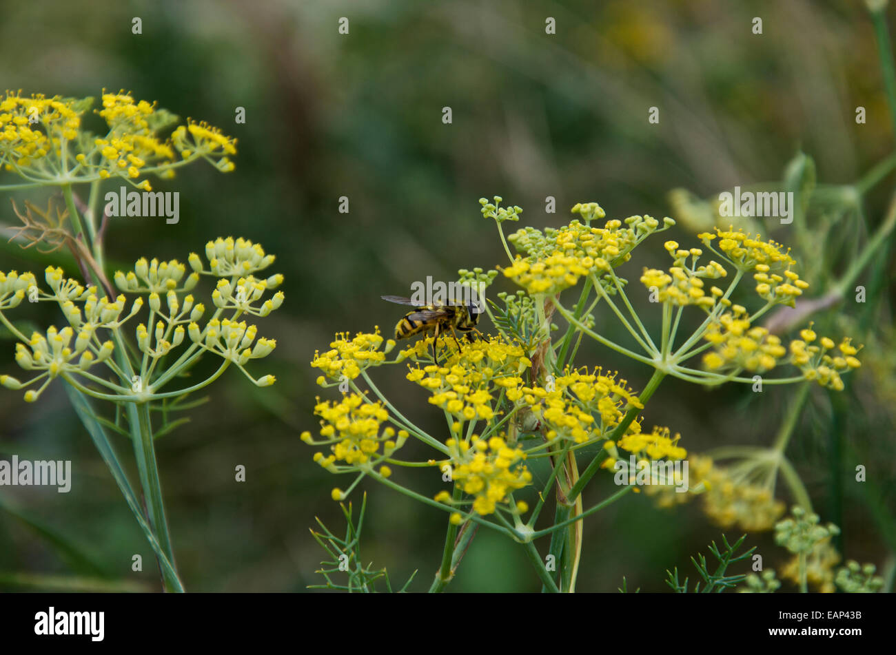 Eristalis tenax, european Hover Fly or Drone Fly on Foeniculum vulgare, wild fennel Stock Photo