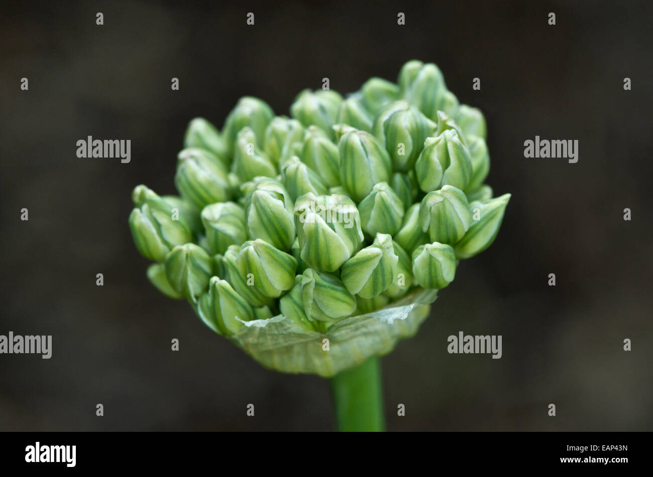 Allium nigrum in bud. Stock Photo
