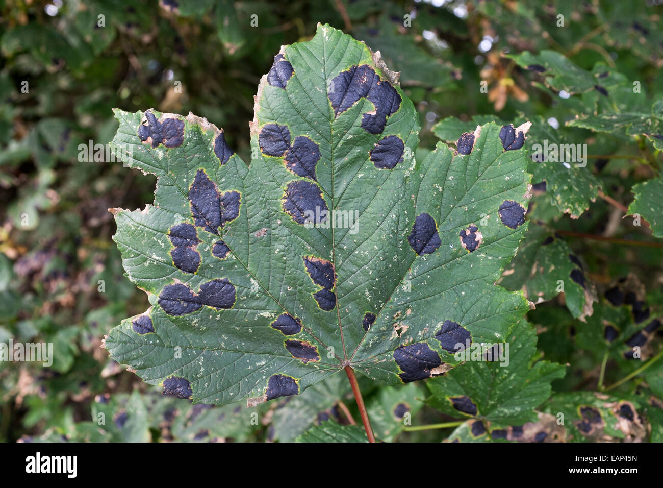 Oak leaf with black tar spots Stock Photo