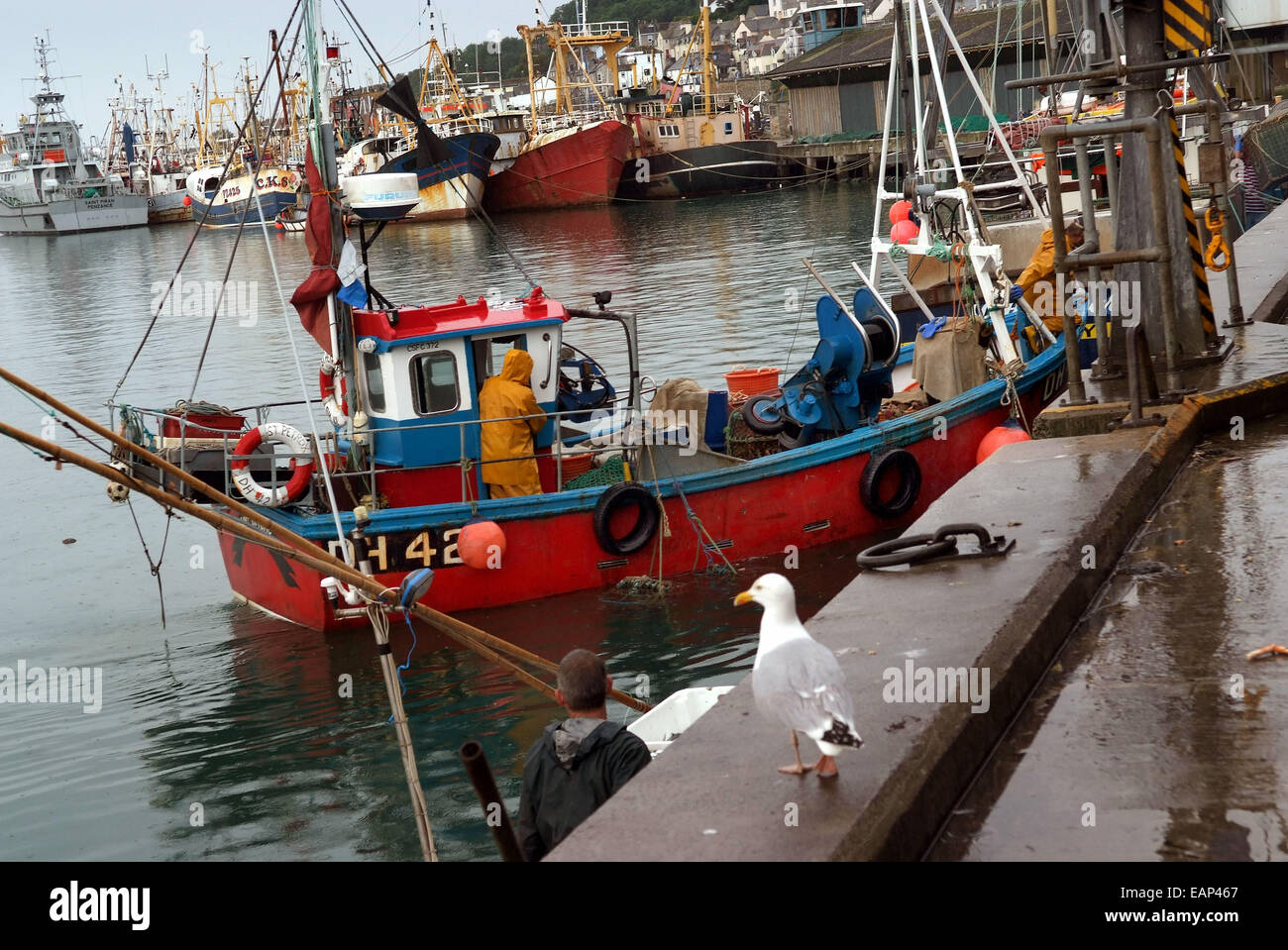 Newlyn harbour and marina, Cornwall, Uk, showing the catch of crabs being unloaded from a fishing boat Stock Photo