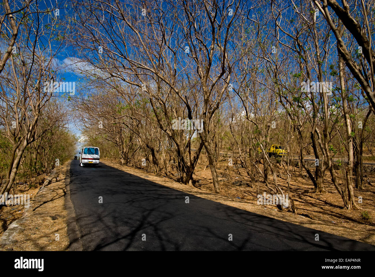 Dry trees on roadsides during dry season in in Kupang, East Nusa Tenggara, Indonesia. Stock Photo