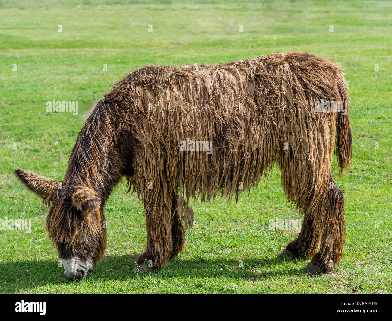 Poitou Donkey (Poitevin Donkey) Stock Photo