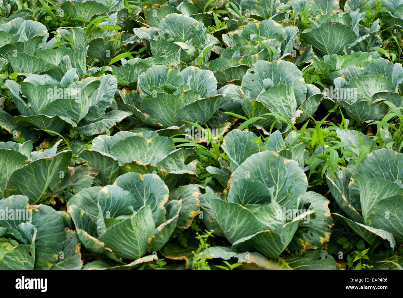 Cabbage farming in North Sulawesi, Indonesia. Stock Photo