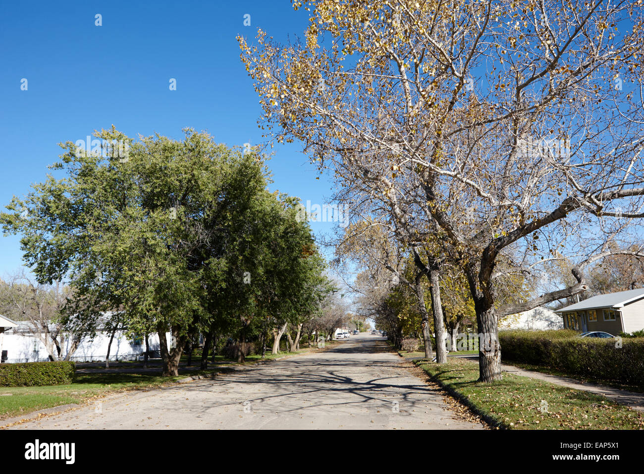 tree lined street in small rural town of Bengough Saskatchewan Canada Stock Photo