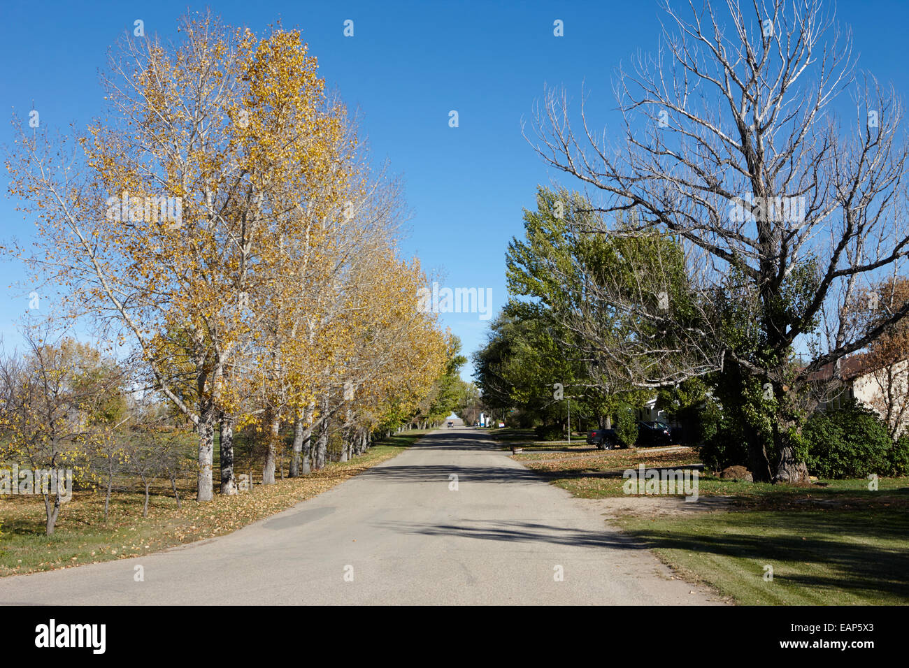 tree lined street in small rural town of Bengough Saskatchewan Canada Stock Photo