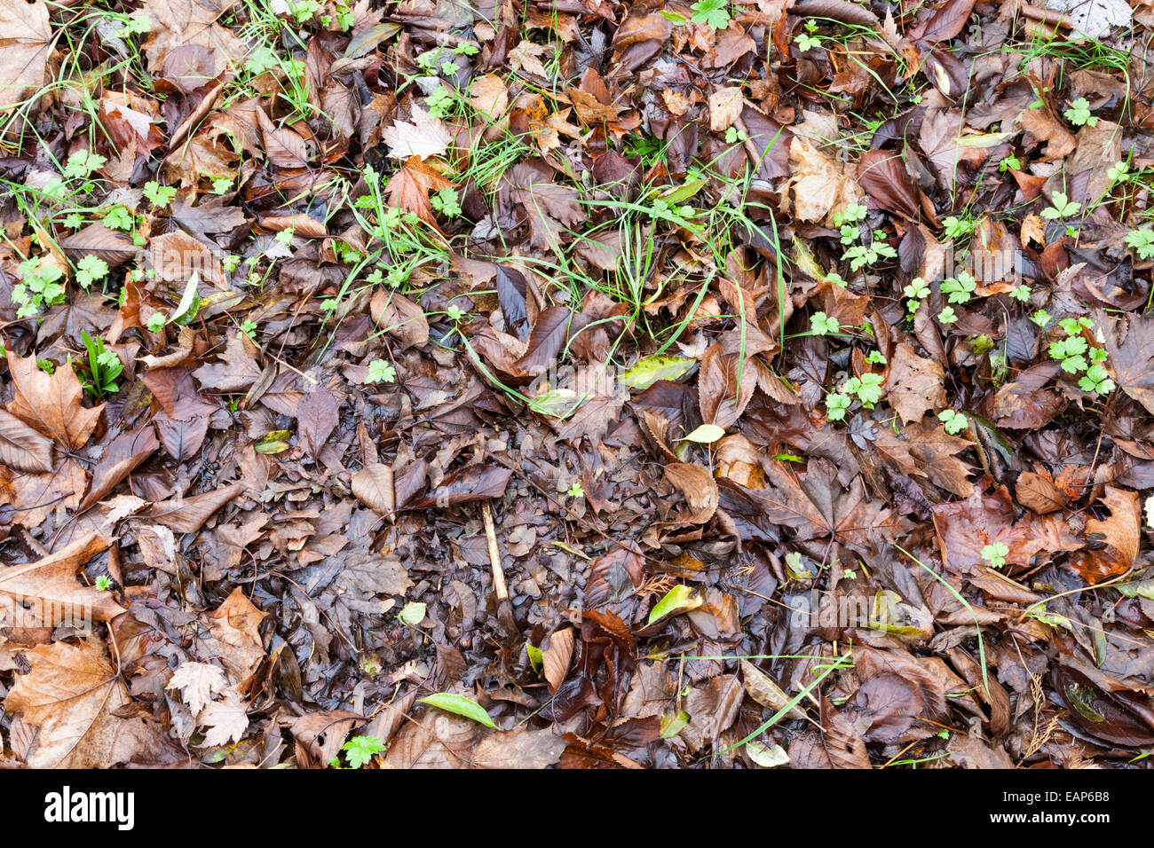 Wet Autumn leaves on the ground after rain, England, UK Stock Photo