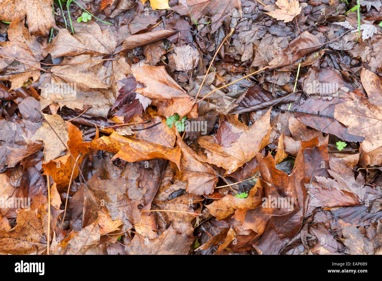 Wet leaves on the ground, England, UK Stock Photo