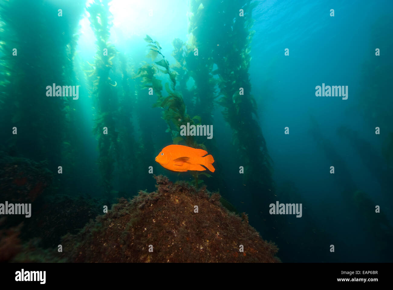 Fish california kelp forest reef hires stock photography and images