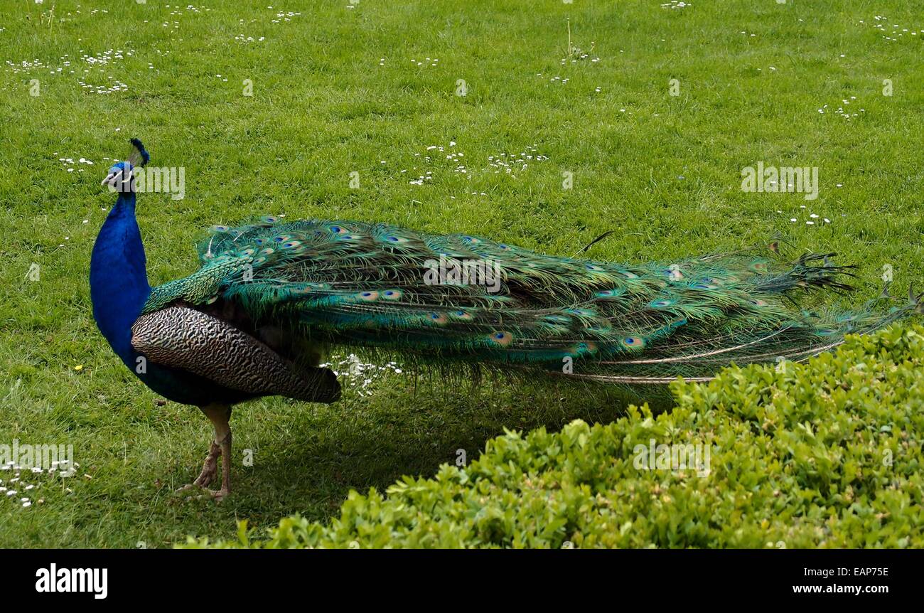 The peacock male on a green grass Stock Photo - Alamy