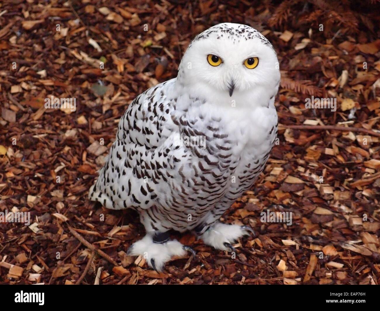Snowy Owl (Bubo scandiacus) Arctic Owl, Great White Owl Stock Photo