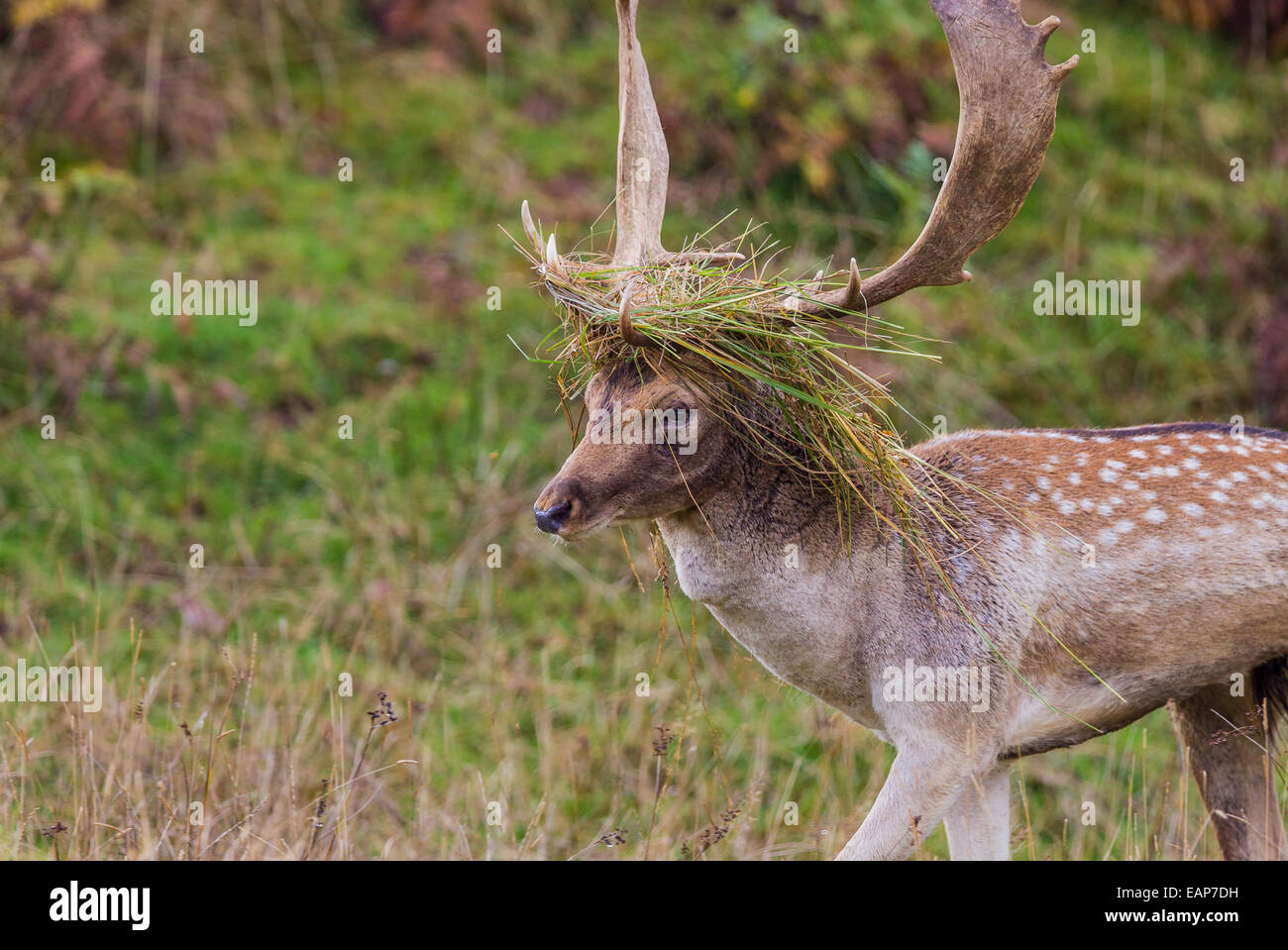 Fallow deer buck with foliage on antlers Stock Photo