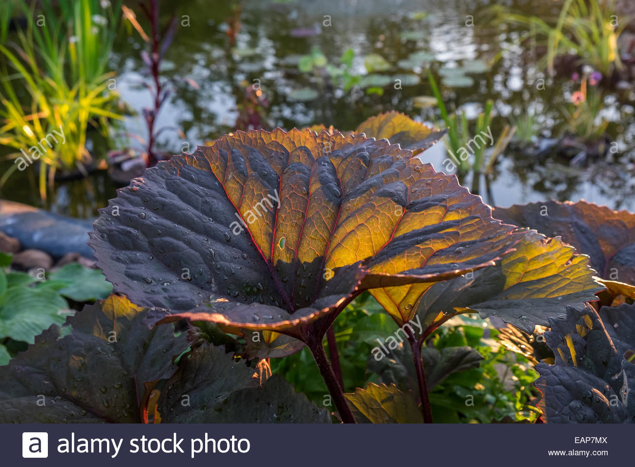 Garden pond with marginal pondside plants in the evening sunlight Stock